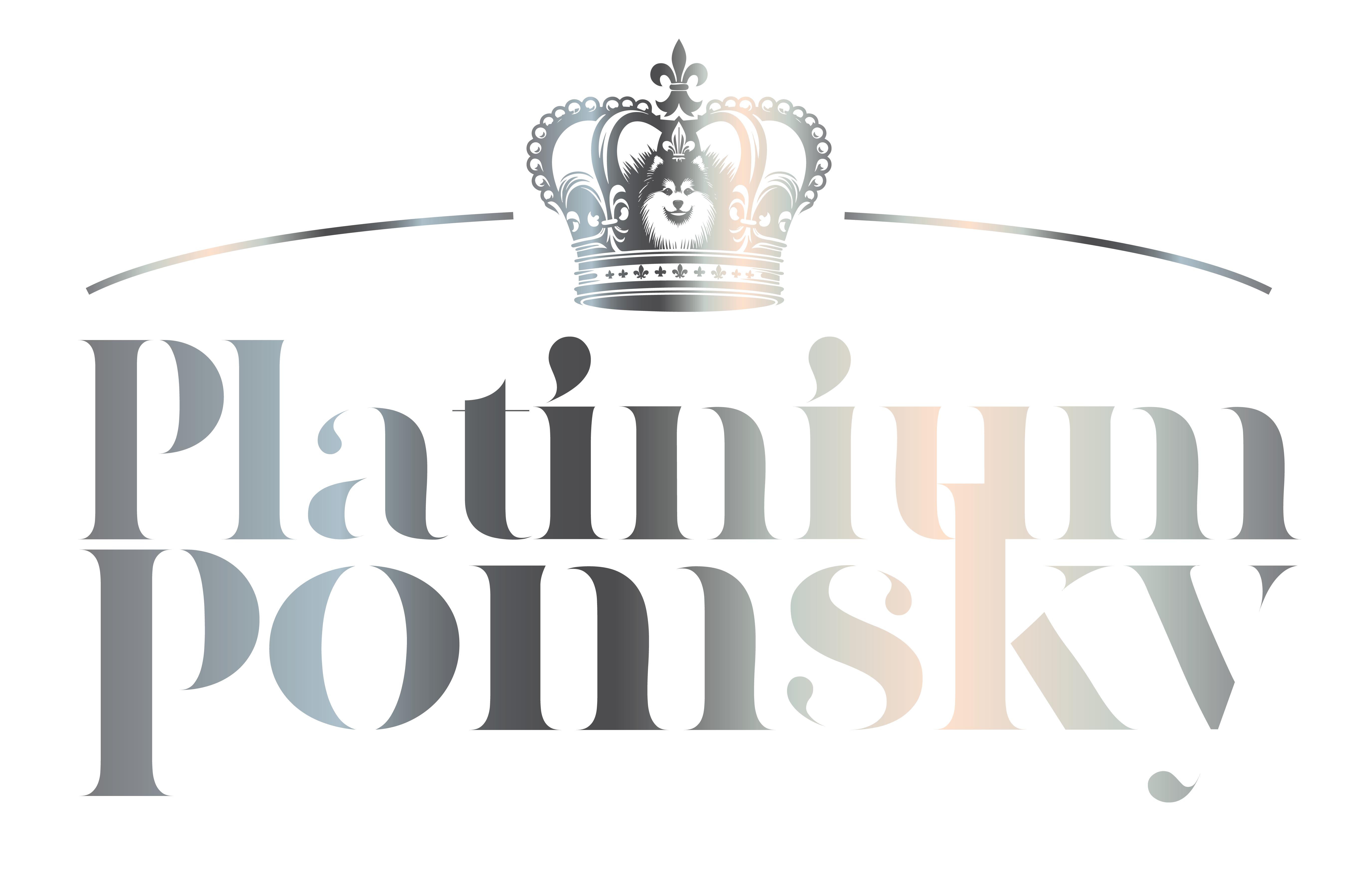 Platinium Pomsky – Elevage Familial en Normandie