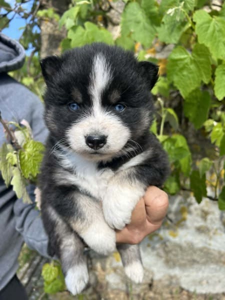 Balto