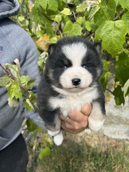 Bandit