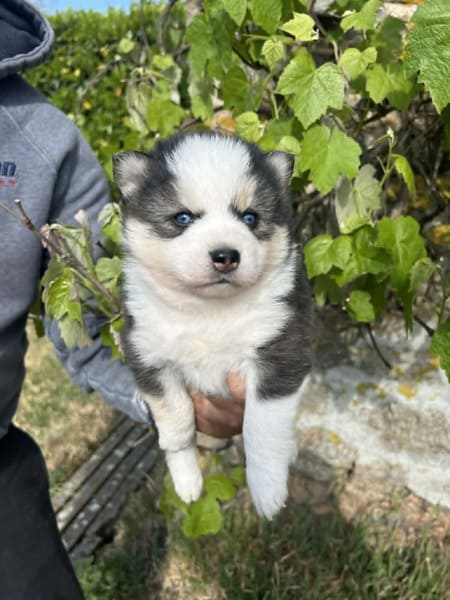 Benji