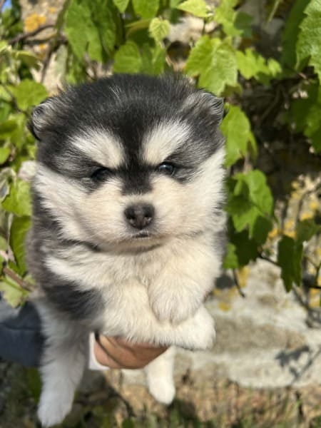 Biscuit